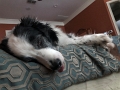 Mav-DogTired_4-2020 (1)